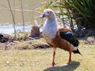 Orinoco Goose (WWT Slimbridge April 2013) - pic by Nigel Key